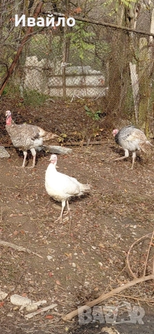 САМО СЕГА !!!ПОСЛЕДНИ БРОЙКИ!!! ПУЙКИ ГЪСКИ И ПАТИЦИ, снимка 4 - Кокошки и пуйки - 52679337
