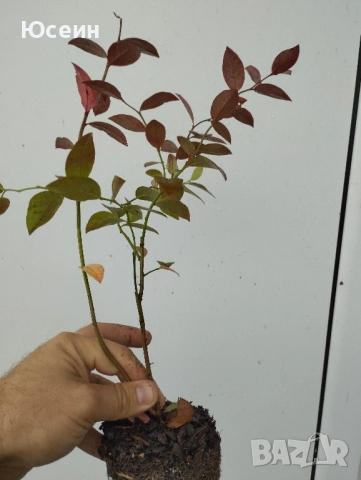 Американска боровинка , снимка 5 - Разсади - 52578002