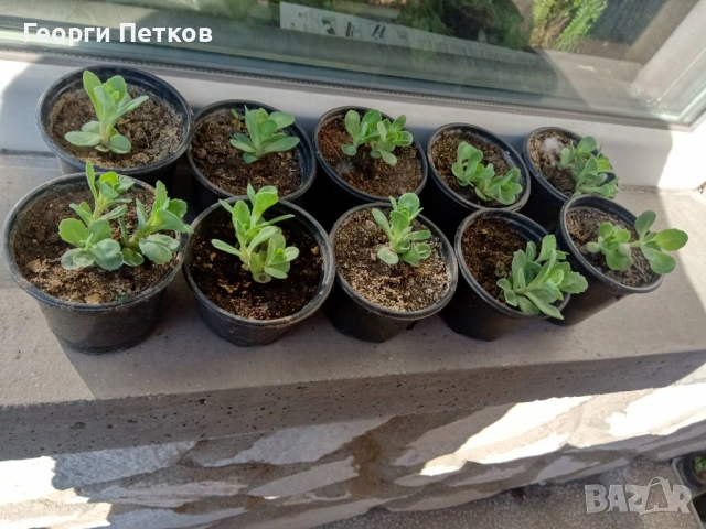 Дебела Мара - 5 €., снимка 4 - Градински цветя и растения - 54003994