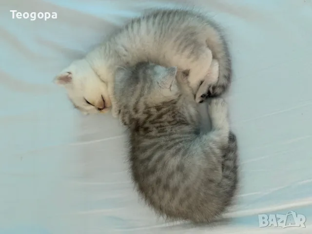 сребърни котета , снимка 8 - Британска късокосместа - 56065702