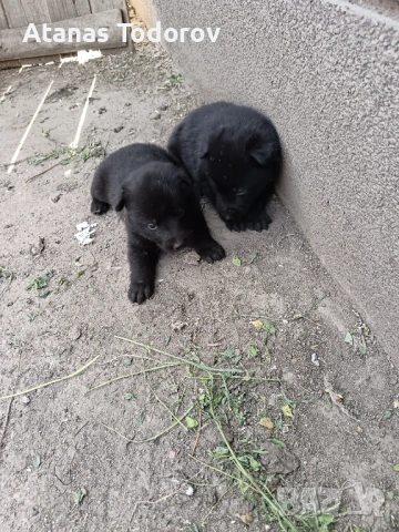 Белгийски овчарки