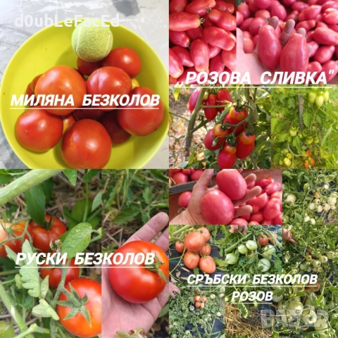 Стари сортове семена от ,,Вълшебната Градина", снимка 3 - Разсади - 48736400