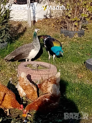 Продавам Чернокрил мъжки паун и индийски женски паун, снимка 3 - други­ - 52818296