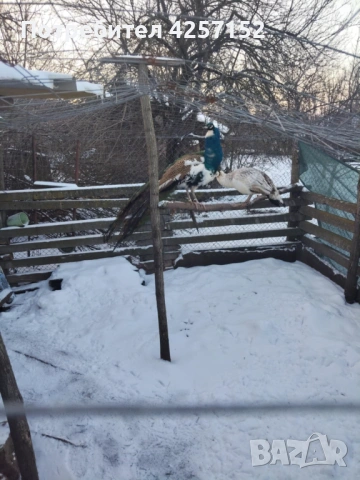 Двойка пауни, снимка 2 - други­ - 53173193