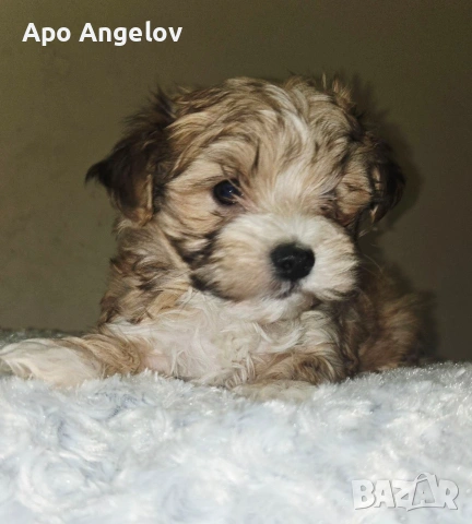 малтийска булонка Йоркширски териер 