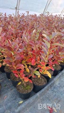 Американска боровинка в саксия , снимка 5 - Градински цветя и растения - 51862841