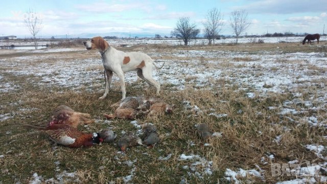 Пойнтер, снимка 7 - Пойнтер - 22943476