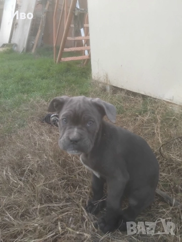 Кане корсо кученца , снимка 3 - Кане корсо - 52594973