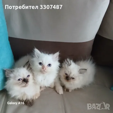 Коте Регдол на 2 месеца, снимка 2 - Други - 56345473