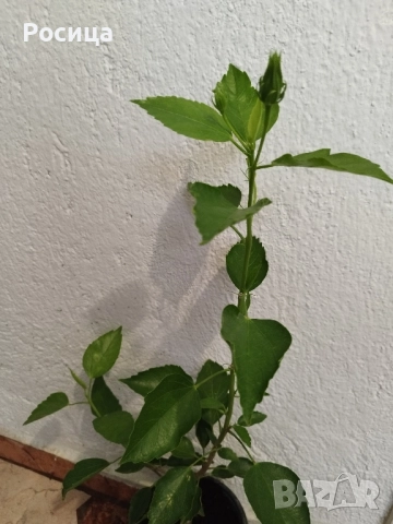 китайска роза , снимка 2 - Стайни растения - 52262636