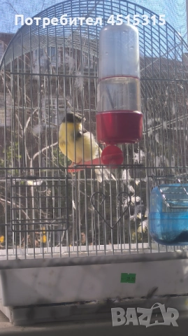 Male Canary Gloster, снимка 5 - Канари - 52115676