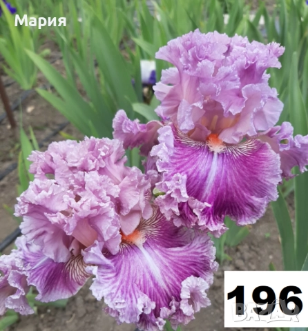 Сортови вискоки ириси /брадати ириси, снимка 16 - Градински цветя и растения - 51459166