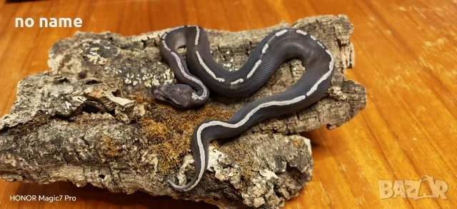 Кралски питони (Python Regius) , снимка 6 - Змии - 55994733
