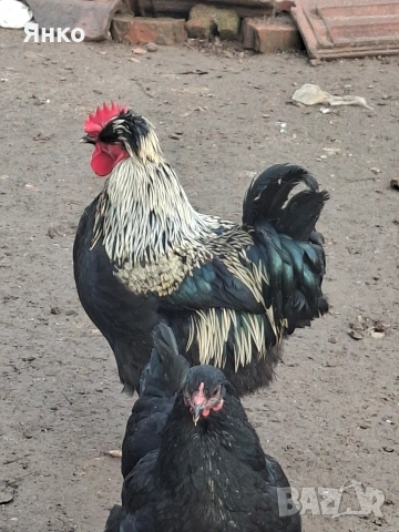 Домашни петли, снимка 16 - Кокошки и пуйки - 52912712