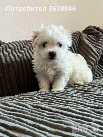 Мини малтийски болонки, снимка 3 - Болонка - 51562885