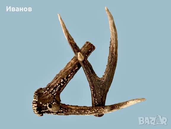 Закачалка, изработена от Истински рога на благороден елен , снимка 6 - Декорация за дома - 53981228