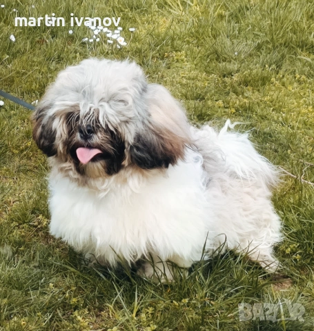Мъжко шитцу, снимка 3 - Ши Тцу - 54160033