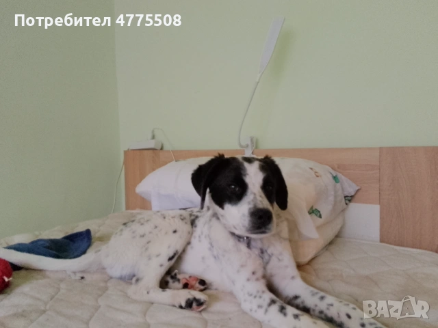 Подарявам кученце, снимка 3 - Английски сетери - 53951127