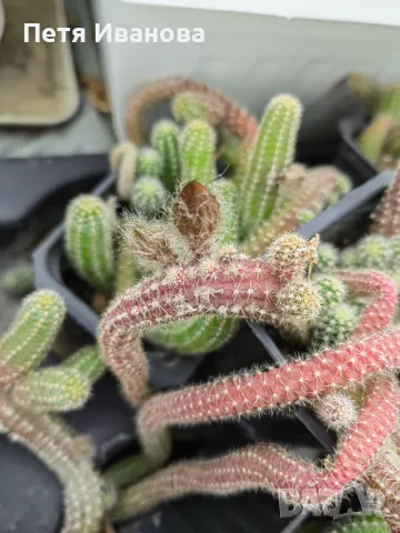 Кактус Echinopsis chamaecereus  , снимка 5 - Градински цветя и растения - 35906952