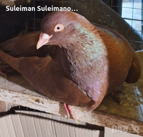 Продава се мъжки паламарски без качул