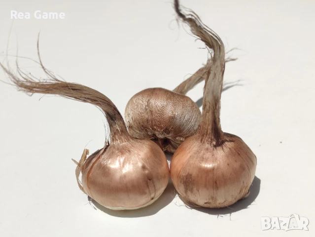 Продавам шафранови луковици със сертификат , снимка 1