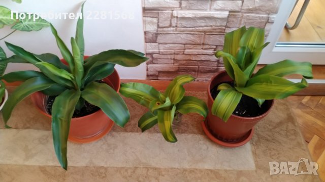 Декоративни палми, снимка 3 - Стайни растения - 39633794