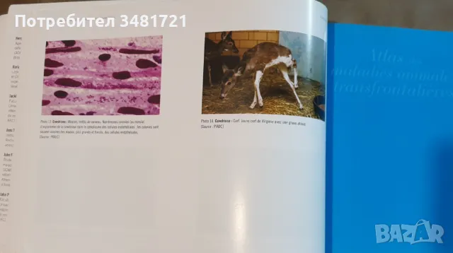 Атлас на болестите по животните / Atlas des Maladies Animales Transfrontalières, снимка 6 - Специализирана литература - 49756394