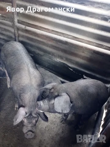 Продавам прасета