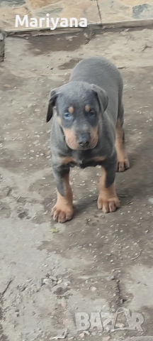 Продавам родословни добермани , снимка 9 - Доберман - 52585726