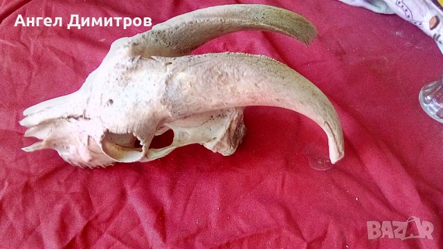 Череп от сръндак , снимка 14 - Антикварни и старинни предмети - 38115260