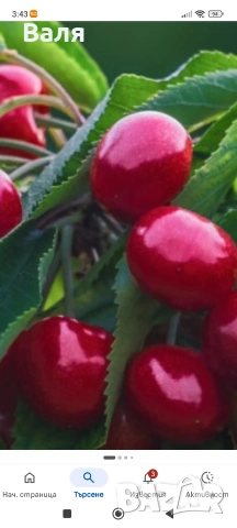 ,Продавам черешови насаждения в с.Лелинци