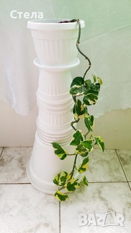 бял Бенджамин и Сциндапсус , снимка 6 - Стайни растения - 52422736