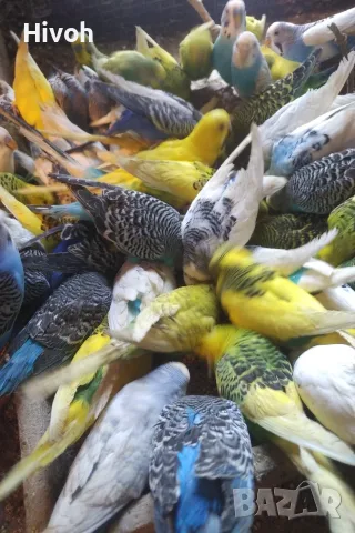 Вълнисти папагали и клетки за тях , снимка 6 - Папагали - 55965581