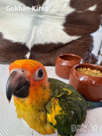 Папагали Слънчева Аратинга, снимка 6 - Папагали - 49701160
