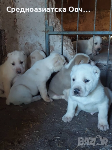 Алабай, снимка 5 - Средноазиатска овчарка - 52877477