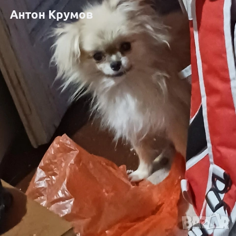 Продавам женски Пекинез на една годинка, снимка 2 - Пекинез - 53009724