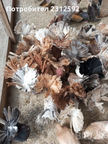 Продават се палунести гълъби!!!, снимка 9 - Гълъби - 53980869