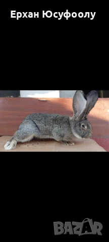 Токачки Зайци, снимка 7 - Други животни - 53297235