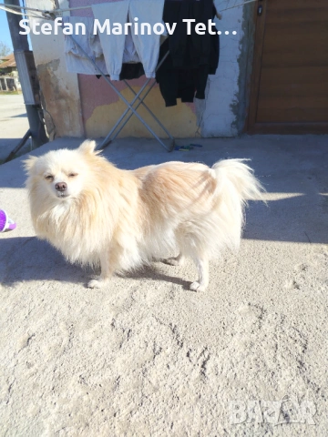 Померани малки кучета, снимка 4 - Померан - 54328337