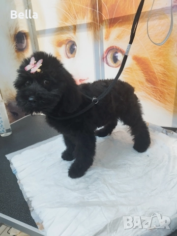 Мини пудел, снимка 5 - Пудели - 52592875