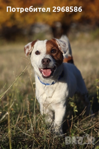 Подарявам джак ръсел 
