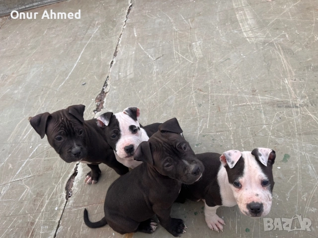 Питбули, снимка 7 - Питбул - 53784911