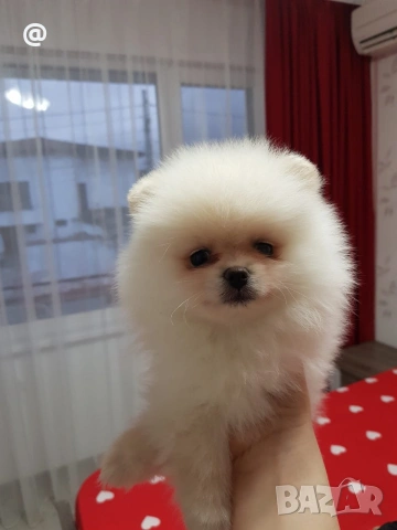 Померан померанчета свободни Гр. София, снимка 14 - Померан - 54000215