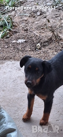 Продавам ягдтериер, снимка 2 - Ягдтериер - 53889726