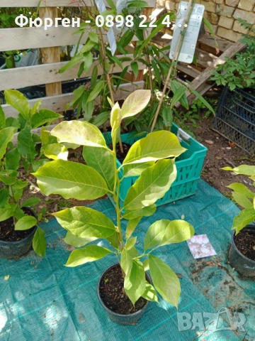 Магнолия Алба Суперба - ( Alba Superba ), снимка 4 - Разсади - 50793597