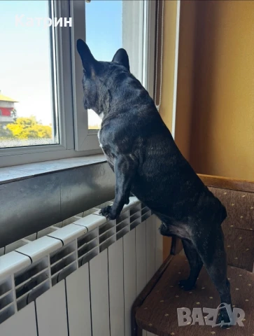 Френски булдог за разплод, снимка 5 - Френски булдог - 51360133