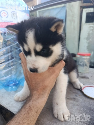 Сибирско хъски , снимка 3 - Хъски - 54112899