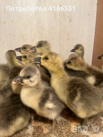 Гъсета гъски