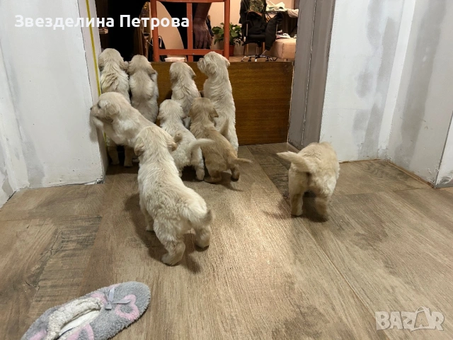 ГОЛДЪН РЕТРИВЪР, снимка 5 - Голдън ретривър - 54084435