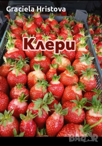 Продавам здрав разсад ягоди , снимка 5 - Градински цветя и растения - 53942494